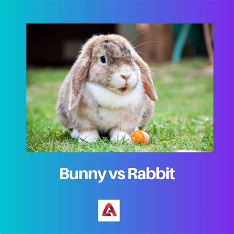 Bunny vs Rabbit: Difference and Comparison