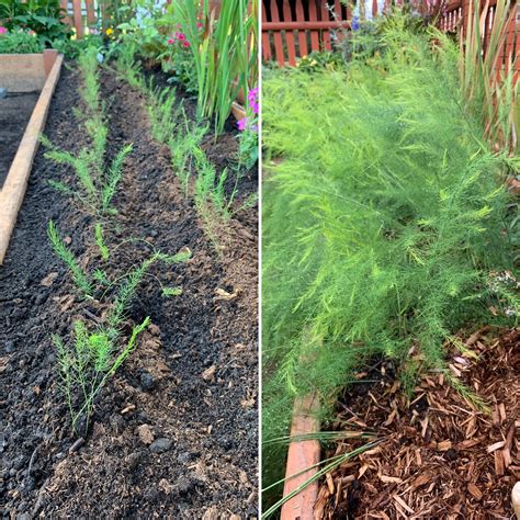 Growing Asparagus From Seed