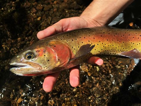Lahontan Cutthroat Trout – Western Native Trout Initiative