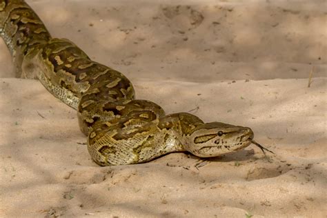 Image result for South African Python Snake