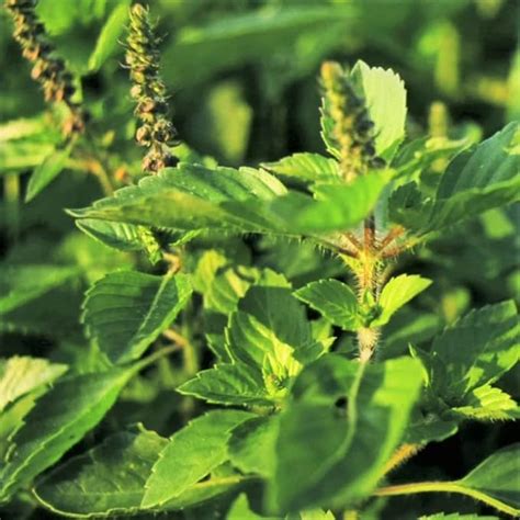 Seeds Basket Green Leaf Holy Basil Seeds (Kapoor Tulsi) | Ocimum ...