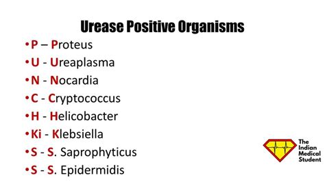 Image result for Urease Pronounce