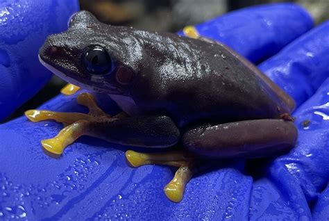 Image result for Purple Tree Frog