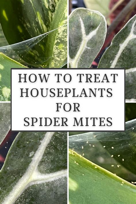 How to Kill Spider Mites 的图像结果