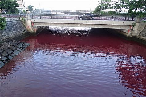 Japanese river turns blood red, alarming residents | The Independent