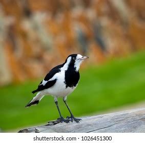 Image result for MnO2 CeO2 Sem