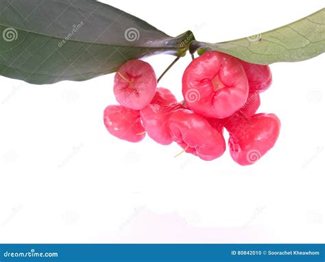 Manzana Del Agua O Manzana Color De Rosa Foto de archivo - Imagen de ...