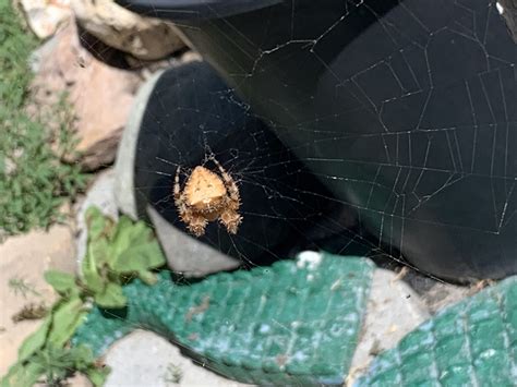Araneus gemmoides (Cat-faced Spider) in Fairfield , Montana United States