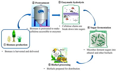 Enzyme Hydrolysis Definition at Numbers Mcleod blog