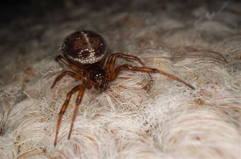 is this a cobweb spider? and what is the exact species? found in ...