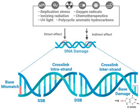 Targeting the DNA Damage Response for Cancer Therapy