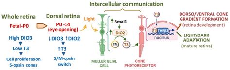 Thyroid Hormone Signaling in Retinal Development and Function ...