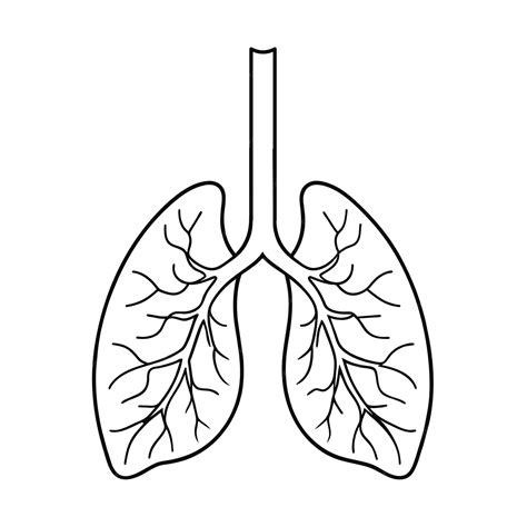 Premium Vector | They are drawings of human organs Lungs Lungs outline vector illustration ...