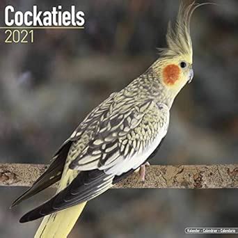 Buy Cockatiels 2021 Wall Calendar Book Online at Low Prices in India ...
