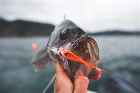 Image result for How to Fly Fish.com