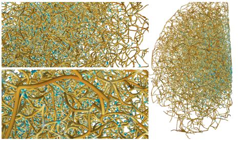 Cosmic Web Explained 的图像结果
