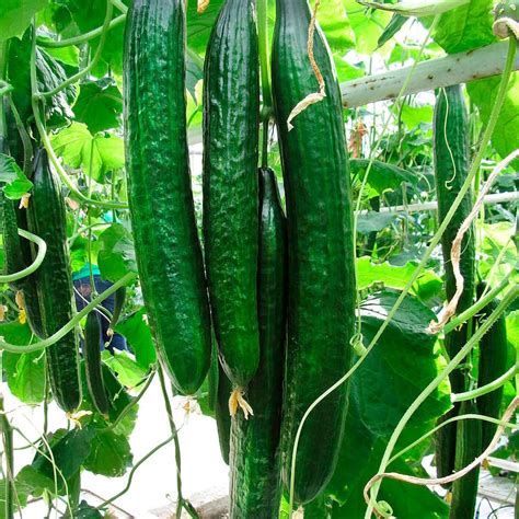 Japanese Long Cucumber (Cucumis sativus) Vegetable Seeds for Planting ...