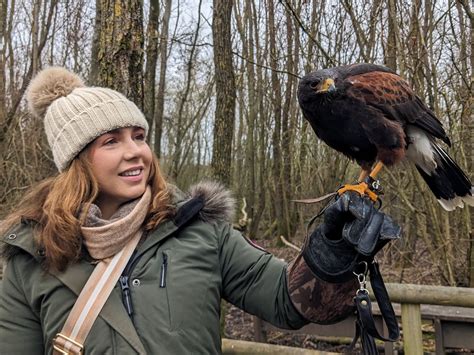WIDE EYES FALCONRY CIC - All You Need to Know BEFORE You Go (with ...