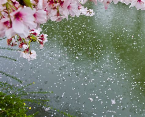 【樱花雨摄影图片】湖南生态摄影_太平洋电脑网摄影部落