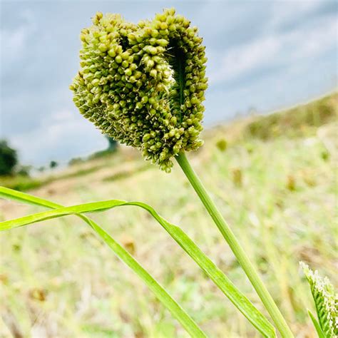 Ragi Vithanalu-Finger Millet Seeds – Vintage Farmers