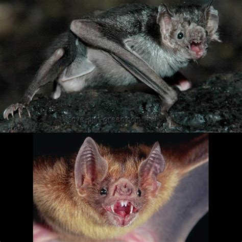 Image result for Common Vampire Bat
