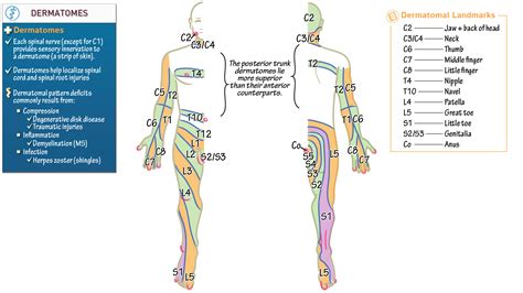 Lower Extremity Dermatome Quiz - Dermatomes Chart and Map