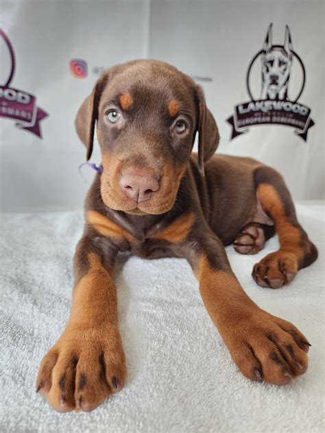 Chocolate Doberman Puppy