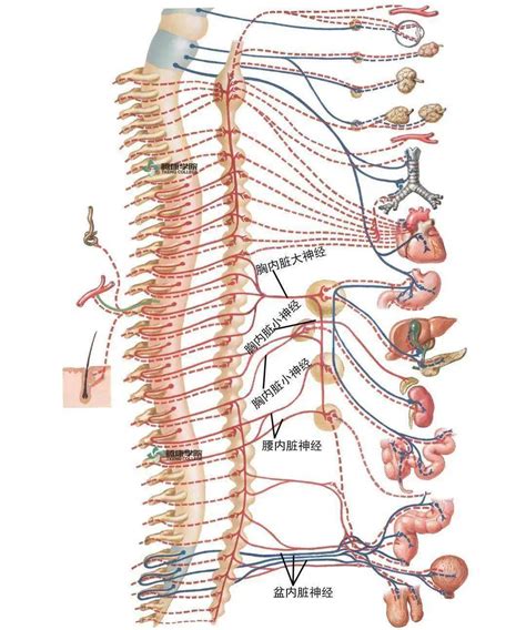 【内脏与疼痛】内脏感觉传入的通路_传导_纤维_躯体