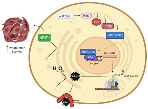 PTEN/PKM2/ERα-Driven Glyoxalase 1 Overexpression Sustains PC3 Prostate ...
