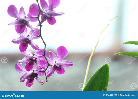 Orchid Flowers Purple Color Flowers Stock Image - Image of purple ...