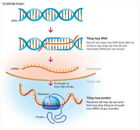 DNA là gì? Chức năng và ý nghĩa y học của xét nghiệm DNA