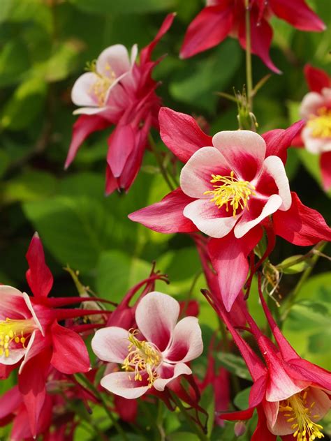Columbine Flower Meaning: Representation of The Seven Gifts of The Holy ...