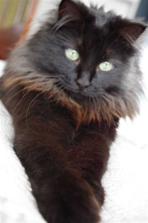 Chantilly Tiffany Cat Size at Nathan Dillon blog