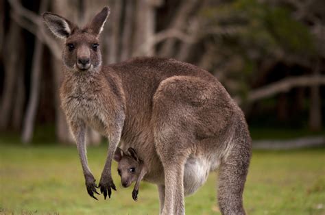 Unraveling the Enigmatic Kangaroo: A Journey into Its True Essence