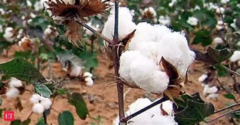 Cotton: Haryana Brings Cotton, Paddy under E-procurement Process - The ...