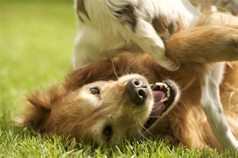 Why Do Dogs Bite Other Dogs Back Legs