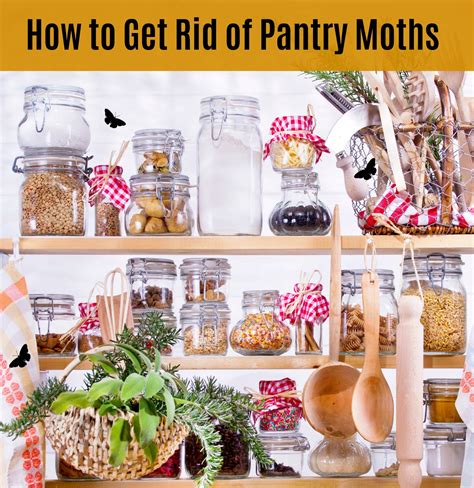 How To Get Rid Of Moths Pantry at Bethany Lindrum blog
