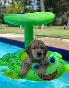 Image result for Buunys Cute Funny