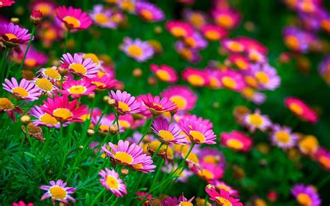 flower pictures new