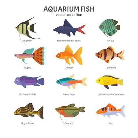 Types of fish – Artofit