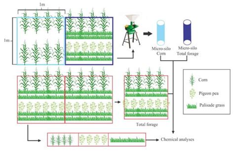 Silage of Intercropping Corn, Palisade Grass, and Pigeon Pea Increases ...