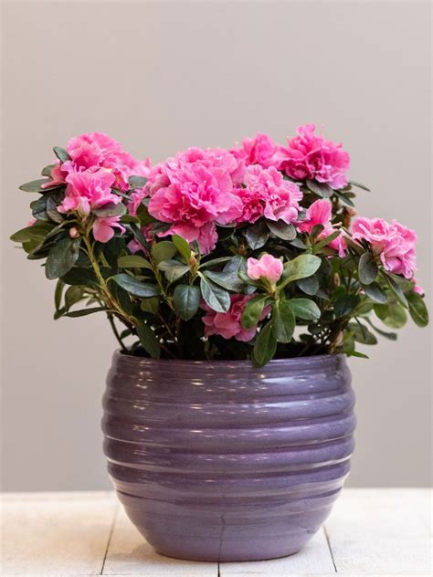 Azaleas As Houseplants - Can You Grow Azalea Indoors