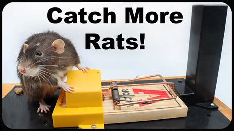 Image result for Rat-catcher Methods