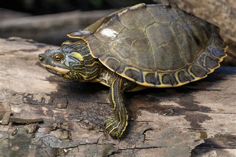 Image result for Map Turtle