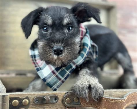 Miniature Schnauzer Puppies for Sale by AKC Schnauzer Breeders