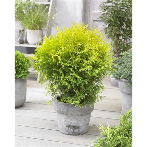 Thuja occidentalis Golden Globe