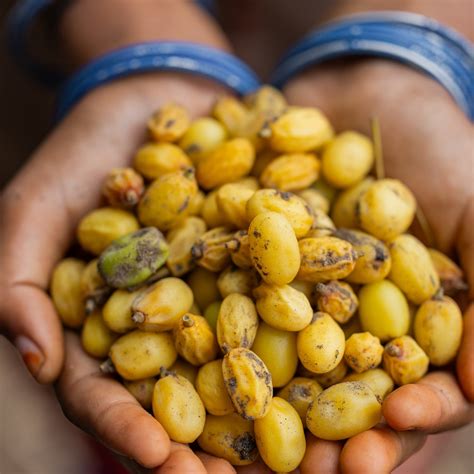 Khirni / खिरणी / Manilkara hexandra (Roxb.) Dubard – OOO Farms