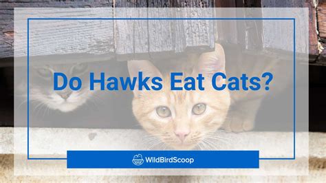 Do Hawks Eat Cats? Your Guide to Keeping Your Pets Safe