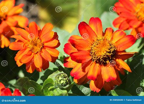 Colorful Tagetes Patula (French Marigold) Flowers Stock Photo - Image ...