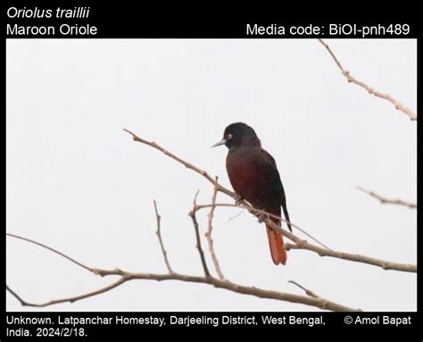 Oriolus traillii (Vigors, 1832) - Maroon Oriole | Birds